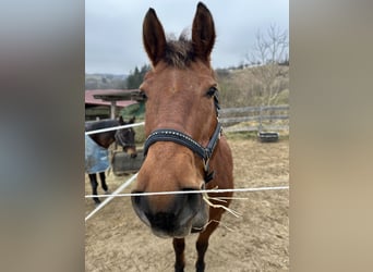 Freiberger, Stute, 17 Jahre, 156 cm, Brauner