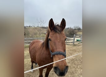 Freiberger, Stute, 17 Jahre, 156 cm, Brauner