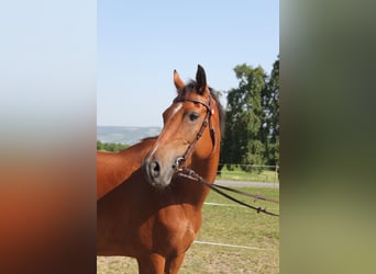 Freiberger, Stute, 17 Jahre, 157 cm, Brauner