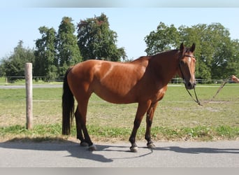 Freiberger, Stute, 17 Jahre, 157 cm, Brauner