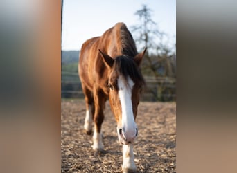 Freiberger, Stute, 18 Jahre, 150 cm, Brauner