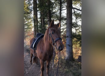 Freiberger, Stute, 18 Jahre, 154 cm, Fuchs