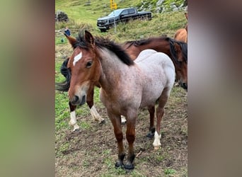 Freiberger Mix, Stute, 1 Jahr, Braunfalbschimmel