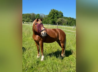 Freiberger, Stute, 20 Jahre, 152 cm, Fuchs