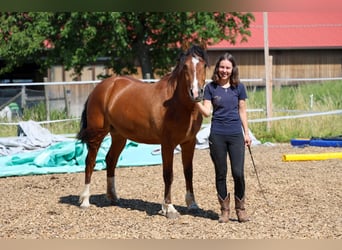 Freiberger, Stute, 2 Jahre, 150 cm, Brauner