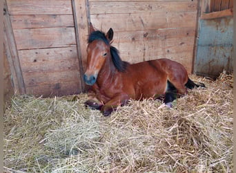 Freiberger Mix, Stute, 2 Jahre, 150 cm, Brauner