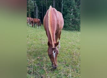 Freiberger, Stute, 3 Jahre, 148 cm, Fuchs