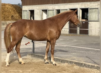 Freiberger, Stute, 3 Jahre, 151 cm, Fuchs