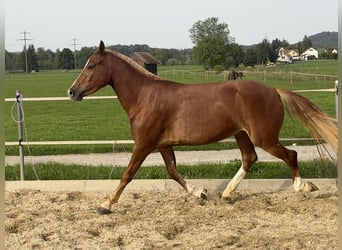 Freiberger, Stute, 3 Jahre, 151 cm, Fuchs