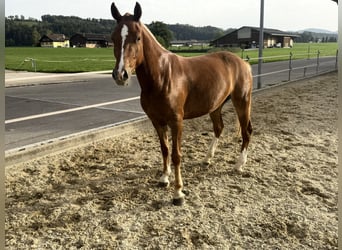 Freiberger, Stute, 3 Jahre, 151 cm, Fuchs