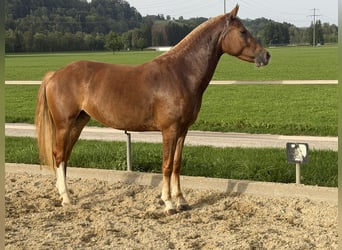 Freiberger, Stute, 3 Jahre, 151 cm, Fuchs