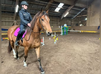 Freiberger Mix, Stute, 3 Jahre, 152 cm, Brauner