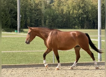 Freiberger, Stute, 3 Jahre, 152 cm, Brauner