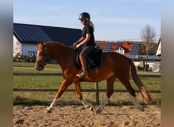 Freiberger, Stute, 3 Jahre, 152 cm, Fuchs