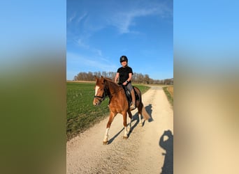 Freiberger, Stute, 3 Jahre, 152 cm, Fuchs