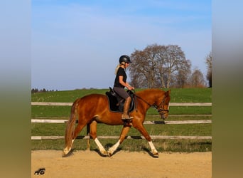 Freiberger, Stute, 3 Jahre, 152 cm, Fuchs