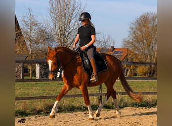 Freiberger, Stute, 3 Jahre, 152 cm, Fuchs