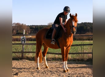 Freiberger, Stute, 3 Jahre, 152 cm, Fuchs