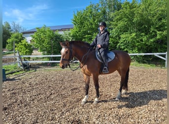 Freiberger, Stute, 3 Jahre, 153 cm, Brauner