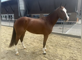 Freiberger, Stute, 3 Jahre, 153 cm, Brauner