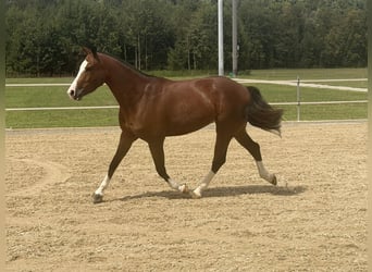 Freiberger, Stute, 3 Jahre, 153 cm, Brauner