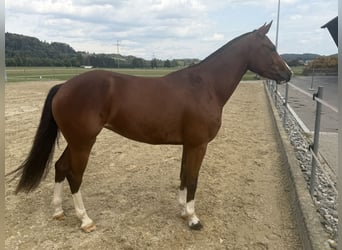 Freiberger, Stute, 3 Jahre, 153 cm, Brauner