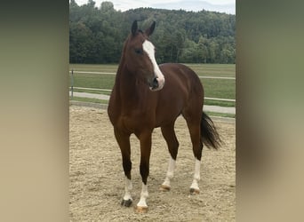 Freiberger, Stute, 3 Jahre, 153 cm, Brauner