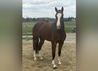 Freiberger, Stute, 3 Jahre, 153 cm, Brauner