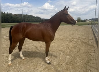 Freiberger, Stute, 3 Jahre, 153 cm, Brauner
