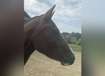 Freiberger, Stute, 3 Jahre, 153 cm, Brauner