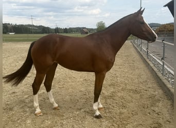 Freiberger, Stute, 3 Jahre, 153 cm, Brauner