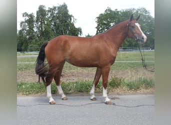 Freiberger, Stute, 3 Jahre, 154 cm, Brauner