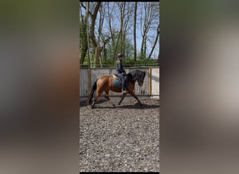 Freiberger, Stute, 3 Jahre, 154 cm, Brauner