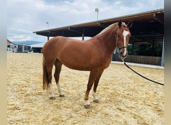Freiberger, Stute, 3 Jahre, 155 cm, Fuchs