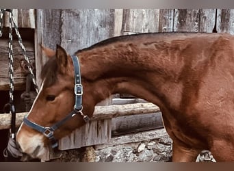 Freiberger, Stute, 3 Jahre, 156 cm, Brauner