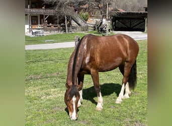Freiberger, Stute, 3 Jahre, 156 cm, Brauner