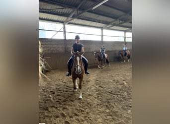 Freiberger, Stute, 3 Jahre, 157 cm, Brauner