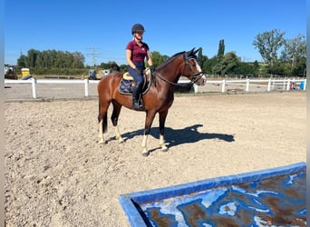 Freiberger, Stute, 3 Jahre, 157 cm, Brauner