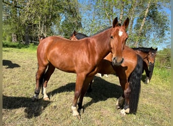 Freiberger, Stute, 3 Jahre, 158 cm, Brauner