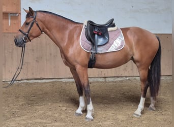 Freiberger, Stute, 3 Jahre, 160 cm, Brauner