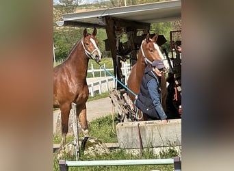 Freiberger, Stute, 3 Jahre, 160 cm, Brauner