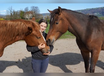 Freiberger, Stute, 3 Jahre, Brauner