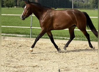 Freiberger, Stute, 3 Jahre, Dunkelbrauner