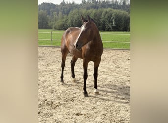 Freiberger, Stute, 3 Jahre, Dunkelbrauner