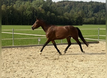 Freiberger, Stute, 3 Jahre, Dunkelbrauner