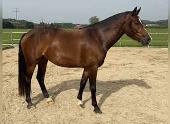 Freiberger, Stute, 3 Jahre, Dunkelbrauner