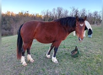 Freiberger, Stute, 4 Jahre, 147 cm, Brauner