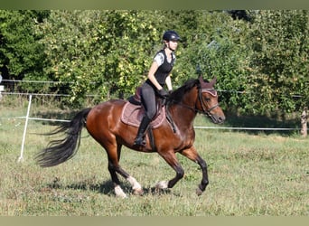 Freiberger, Stute, 4 Jahre, 150 cm