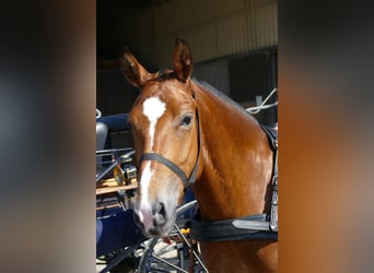 Freiberger, Stute, 4 Jahre, 151 cm, Brauner