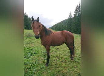 Freiberger, Stute, 4 Jahre, 153 cm, Brauner